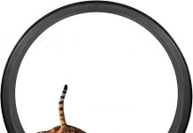 One Fast Cat Exercise Wheel Review: Is It Worth the Hype for Your Active Cat?