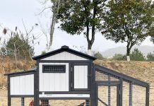 Chicken Coop & Run Review: Is This Two-Story Rabbit Hutch Worth the Investment?