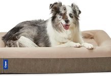 Casper Dog Bed Review: Is the Plush Memory Foam Worth the Investment for Your Pet?