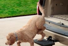 PetSafe PupSTEP HitchStep Review: Are These Folding Dog Stairs Worth It for Your SUV or Truck?
