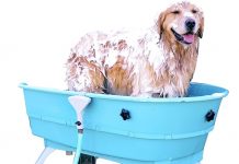 Booster Bath Elevated Pet Bathing Review: Is It Worth the Investment for Large Dogs?