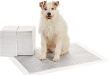 Amazon Basics Carbon Odor-Control Pee Pads Review: Are They Worth the Price for Potty Training?