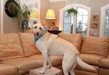 Pet Gear Easy Step II Pet Stairs Review: Worth It for Larger Pets? Comfort, Safety & Ease Tested