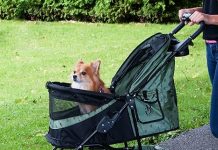 Pet Gear No-Zip 3-Wheel Pet Stroller Review: Is It Worth the Hype for Your Pet’s Comfort?