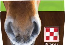 Purina Apple & Oat Horse Treats Review: Taste, Quality, and Worth for Your Horse